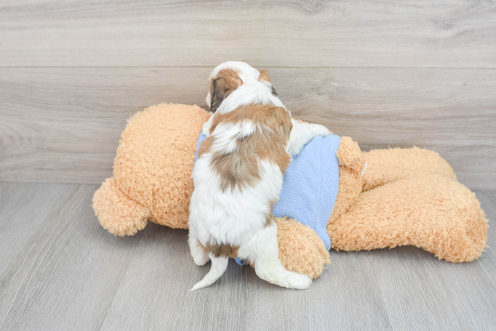 Best Cavachon Baby