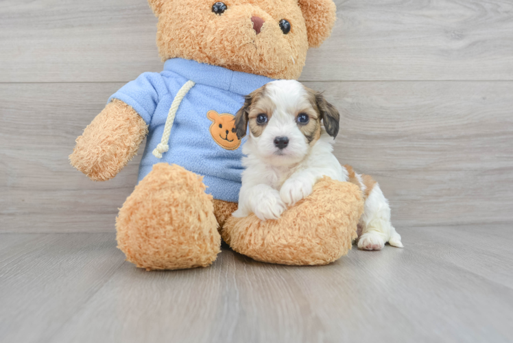 Best Cavachon Baby