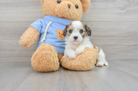 Best Cavachon Baby