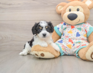6 week old Cavachon Puppy For Sale - Puppy Love PR