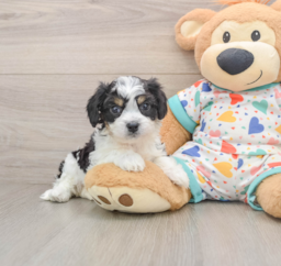 6 week old Cavachon Puppy For Sale - Puppy Love PR