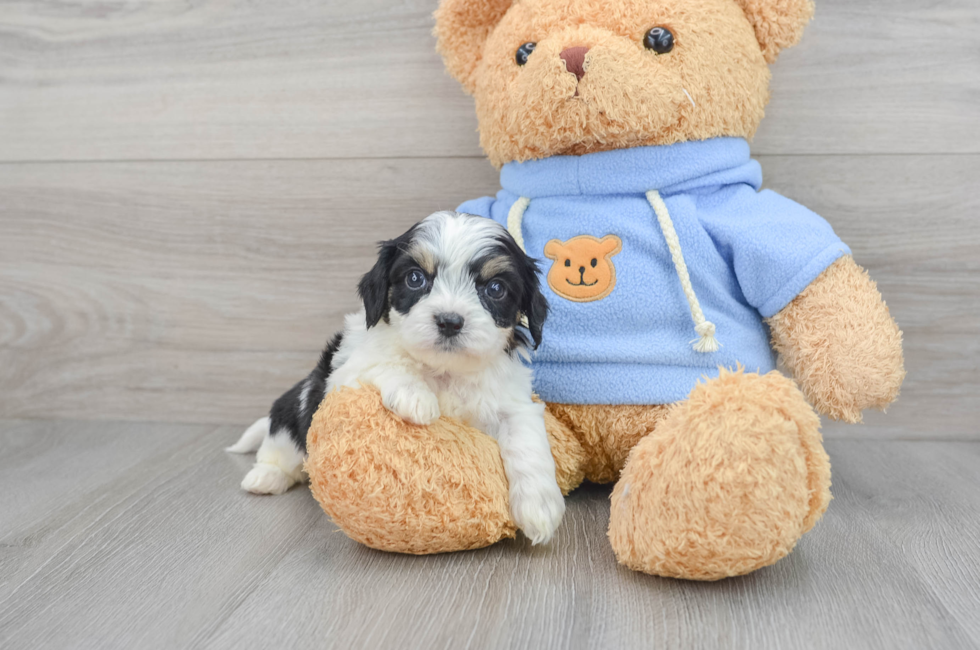6 week old Cavachon Puppy For Sale - Puppy Love PR