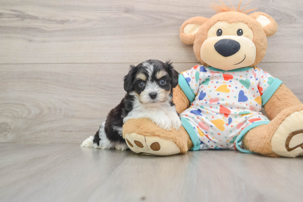 Cavachon Puppy for Adoption