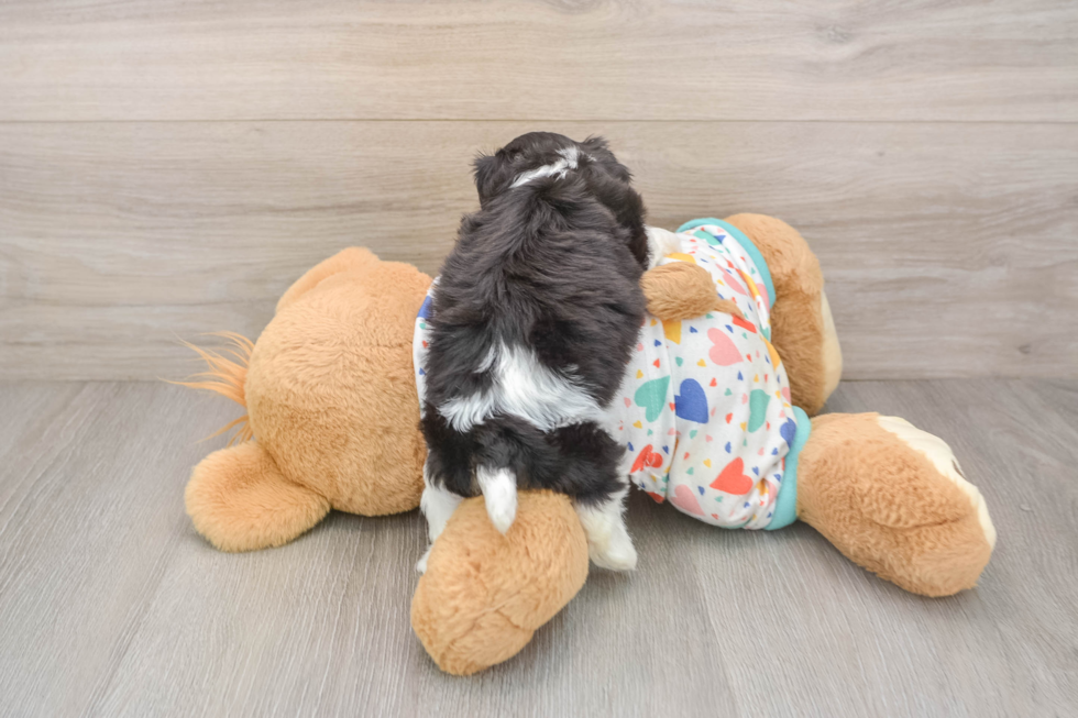 Adorable Cavalier Bichon Designer Puppy
