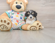 5 week old Cavachon Puppy For Sale - Puppy Love PR