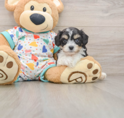 7 week old Cavachon Puppy For Sale - Puppy Love PR
