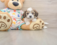 6 week old Cavachon Puppy For Sale - Puppy Love PR