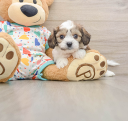 6 week old Cavachon Puppy For Sale - Puppy Love PR