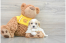 Best Cavachon Baby