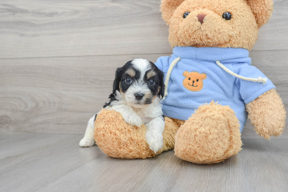 Smart Cavachon Designer Pup