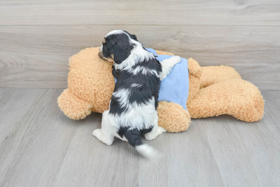 Cavachon Puppy for Adoption