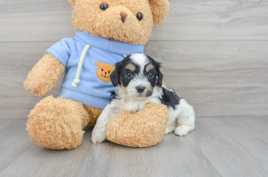 Hypoallergenic Cavalier Designer Puppy