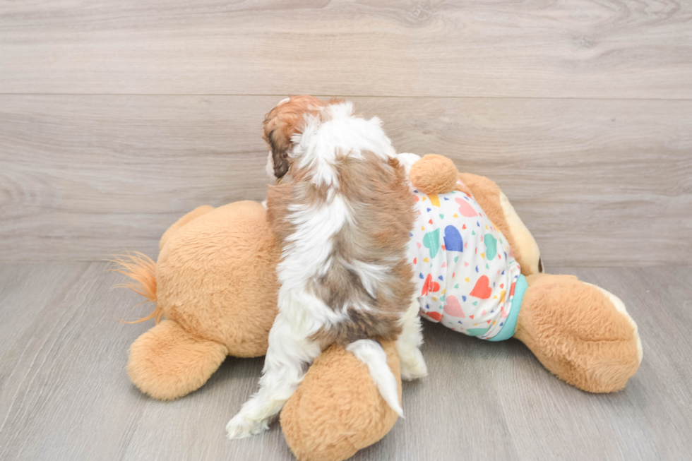 Happy Cavachon Baby