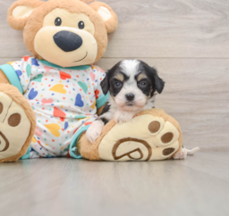 7 week old Cavachon Puppy For Sale - Puppy Love PR