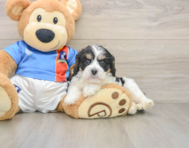 6 week old Cavachon Puppy For Sale - Puppy Love PR