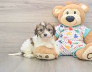 6 week old Cavachon Puppy For Sale - Puppy Love PR