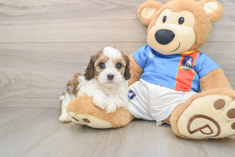 Cavachon Pup Being Cute
