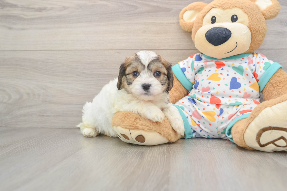 Cavachon Pup Being Cute
