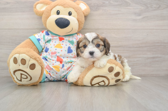 Cavachon Puppy for Adoption