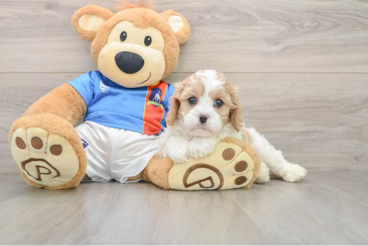 Best Cavachon Baby
