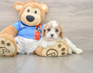 6 week old Cavachon Puppy For Sale - Puppy Love PR