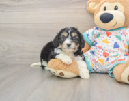 5 week old Cavachon Puppy For Sale - Puppy Love PR