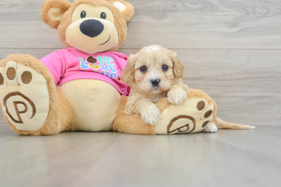 Cavachon Pup Being Cute