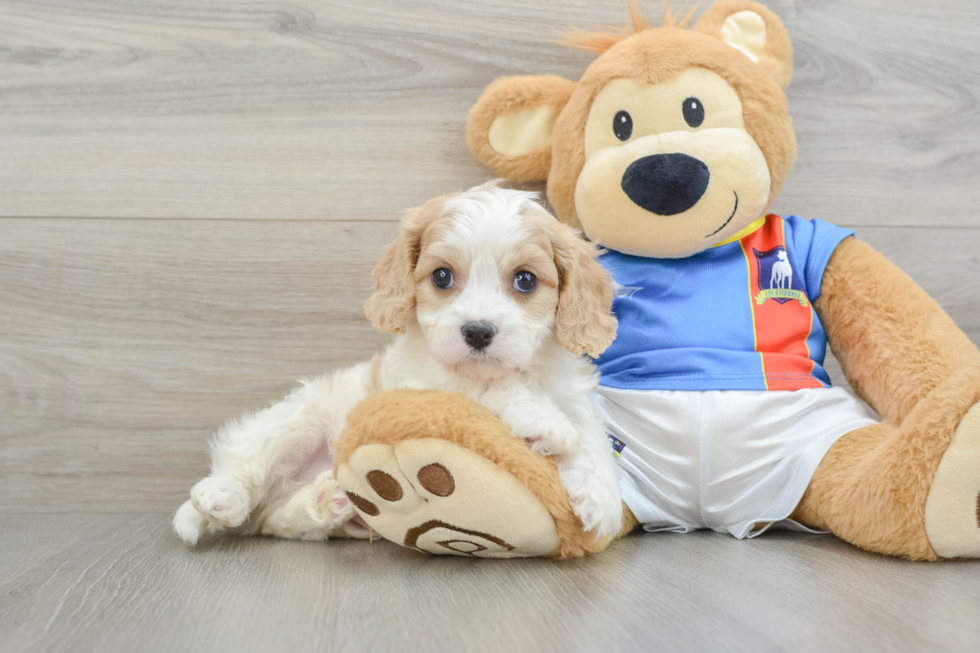 Best Cavachon Baby