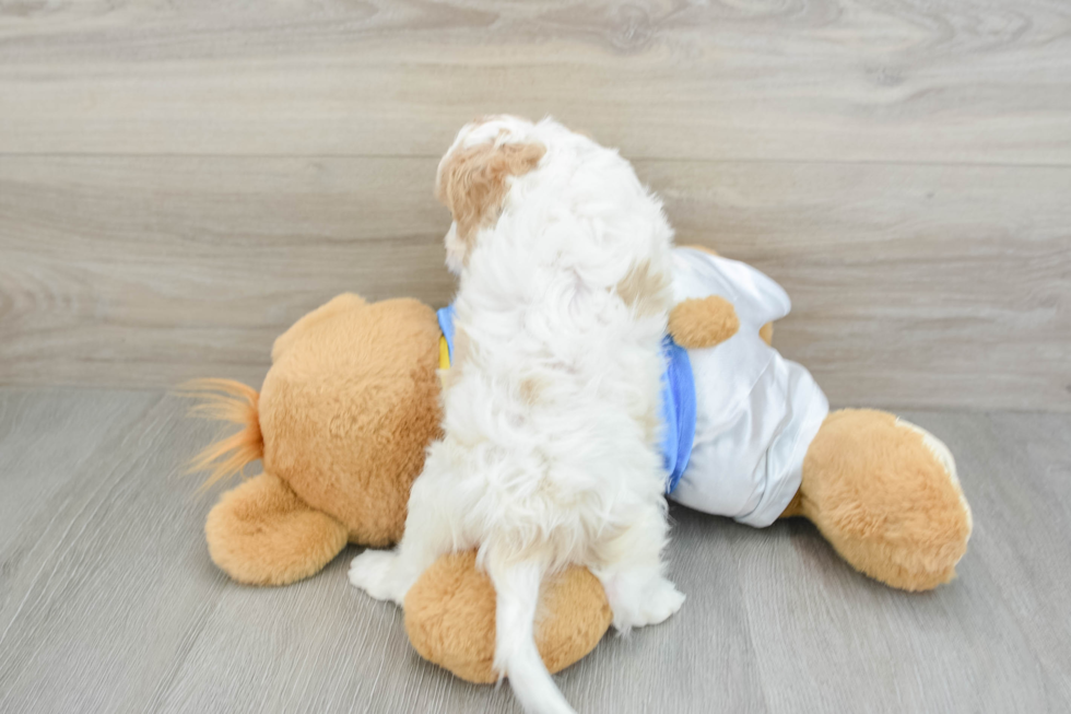 Funny Cavachon Designer Pup