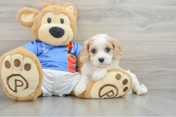 Funny Cavachon Designer Pup