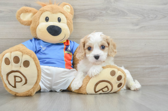 Funny Cavachon Designer Pup