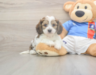 5 week old Cavachon Puppy For Sale - Puppy Love PR