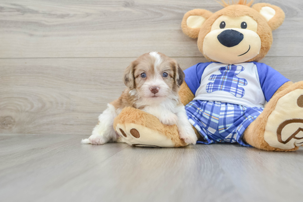 Small Cavachon Baby