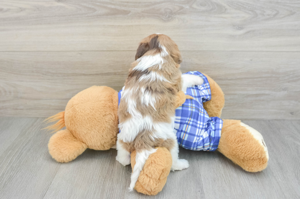 Best Cavachon Baby