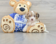 6 week old Cavachon Puppy For Sale - Puppy Love PR