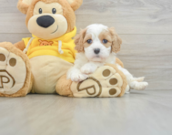 7 week old Cavachon Puppy For Sale - Puppy Love PR