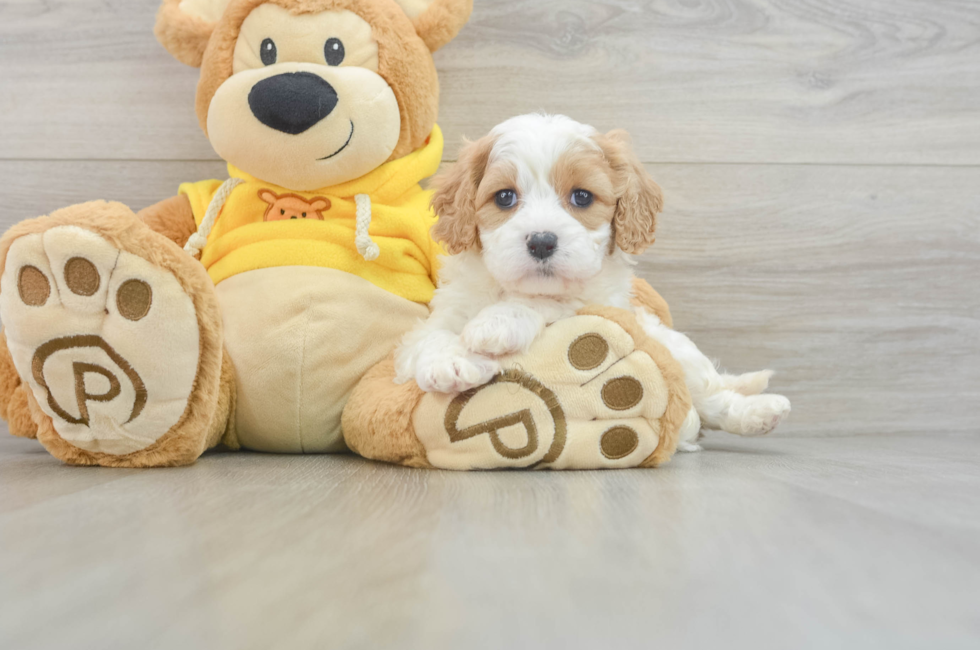 7 week old Cavachon Puppy For Sale - Puppy Love PR