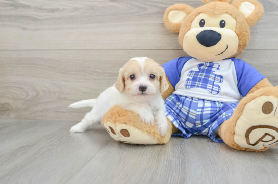 Cavachon Pup Being Cute