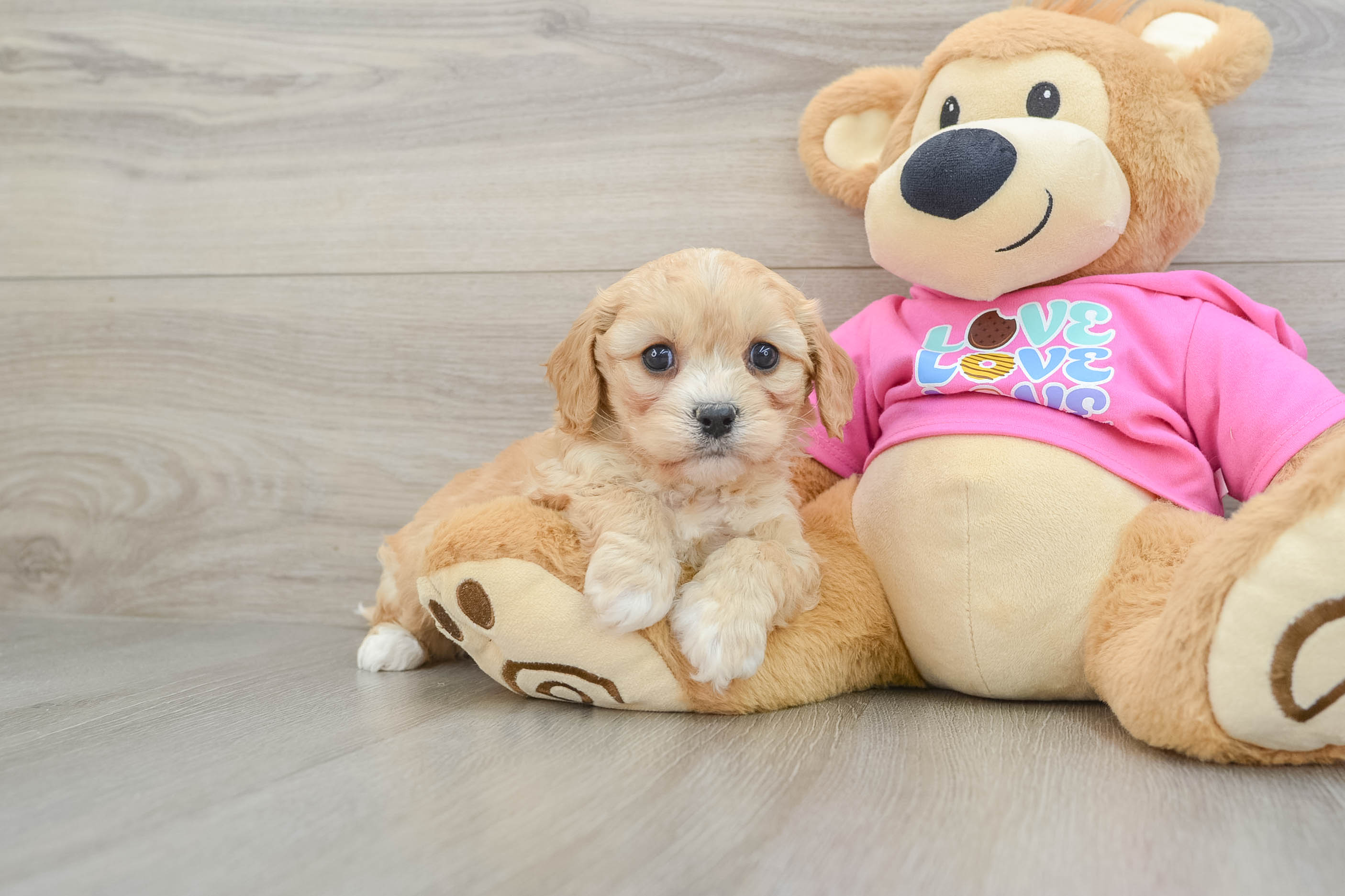 Best Cavachon Baby