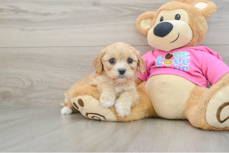 Meet Milan - our Cavachon Puppy Photo 1/3 - Puppy Love PR Best Cavachon Baby