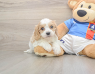5 week old Cavachon Puppy For Sale - Puppy Love PR