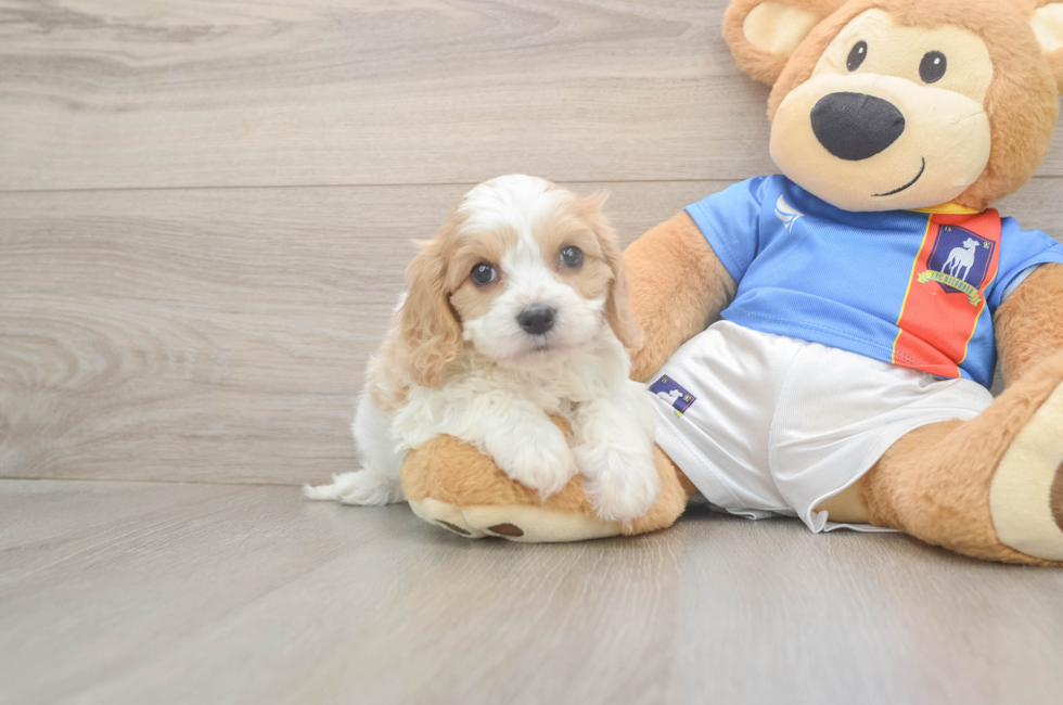 6 week old Cavachon Puppy For Sale - Puppy Love PR