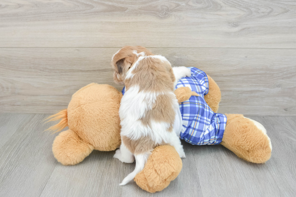 Cavachon Pup Being Cute