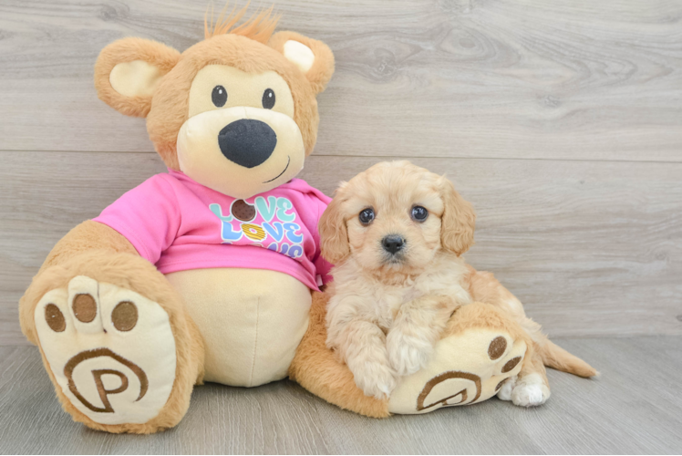 Meet Millie - our Cavachon Puppy Photo 1/3 - Puppy Love PR Smart Cavachon Designer Pup