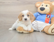 6 week old Cavachon Puppy For Sale - Puppy Love PR
