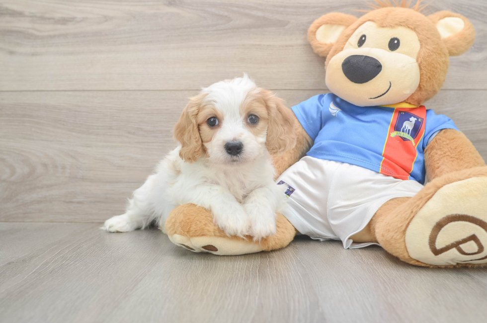 6 week old Cavachon Puppy For Sale - Puppy Love PR
