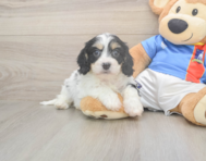 6 week old Cavachon Puppy For Sale - Puppy Love PR