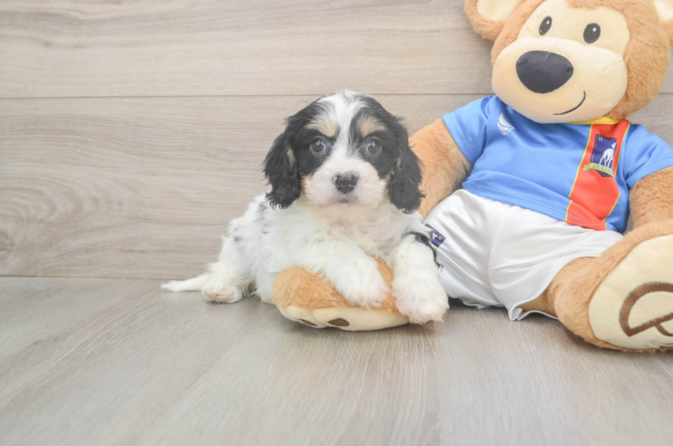6 week old Cavachon Puppy For Sale - Puppy Love PR
