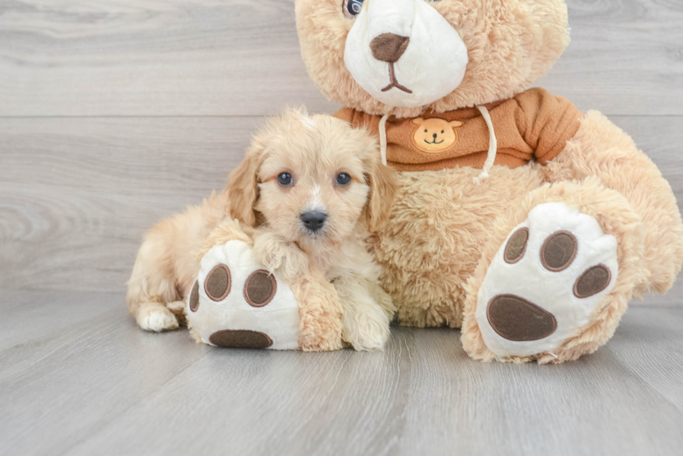 Cavachon Pup Being Cute