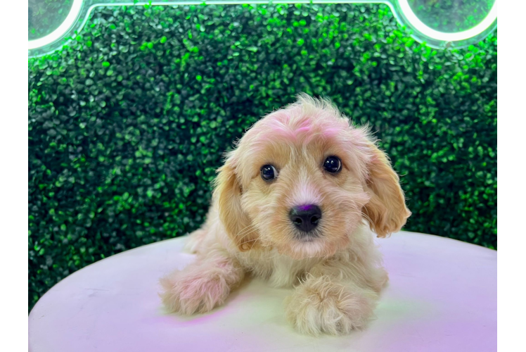 Cavachon Pup Being Cute